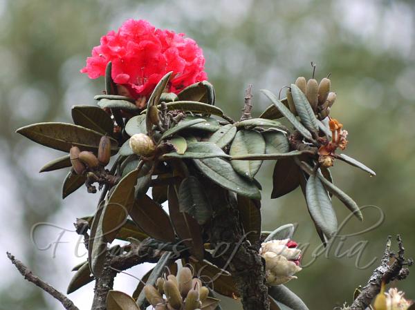 Nilgiri Rhododendron
